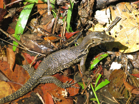 biawak